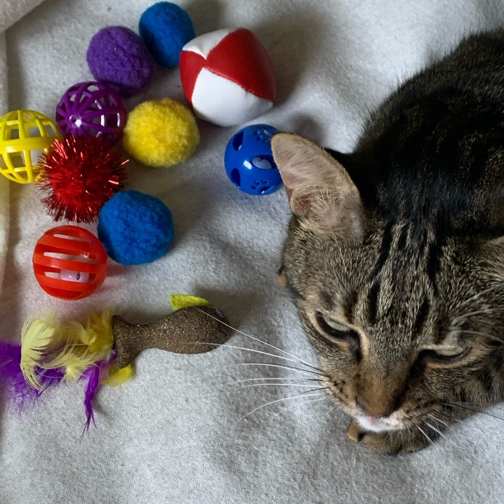 Cat toys